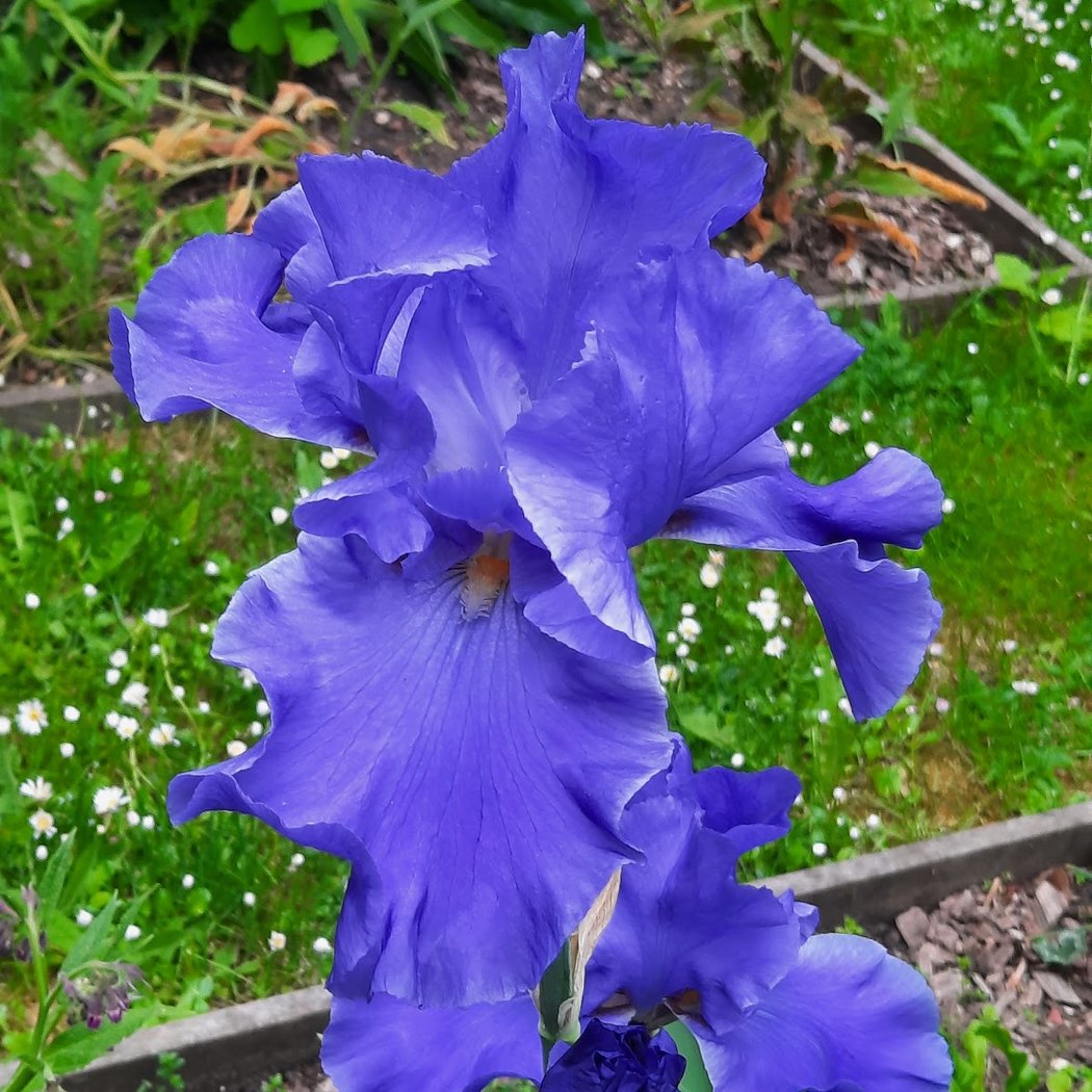 ouzbek Garden 2